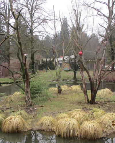 A winter scene of a zoo enclosure featuring a pond, grassy island with ornamental grasses, bare trees, and a red ball hanging from a branch, with a date stamp of 26/12/2021.