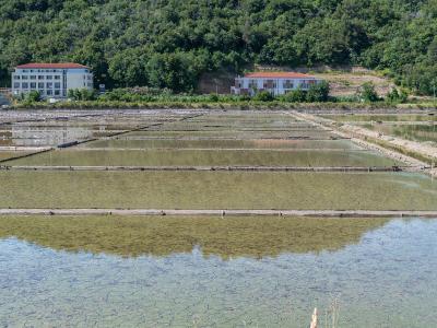 Salt pans of the Strunjan saltworks on the Slovenian coast