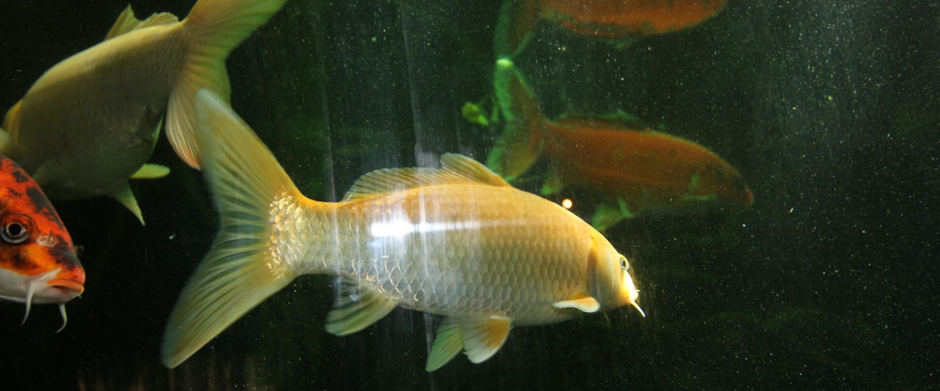 Mini Zoo Land, Slovenske Konjice - fish