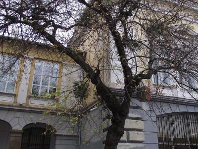 A low-angle view of a historic, multi-story building with yellow and grey facade sections, arched windows with metal grilles, and a large leafless tree in the foreground.