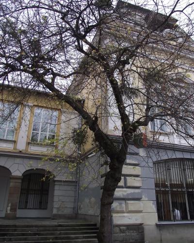 A low-angle view of a historic, multi-story building with yellow and grey facade sections, arched windows with metal grilles, and a large leafless tree in the foreground.