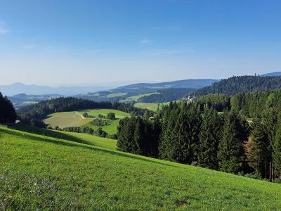 A sunlit, rolling alpine landscape featuring a grassy foreground slope with wildflowers, dense coniferous forests on the mid-ground hills, and distant hazy mountain ranges under a clear blue sky.