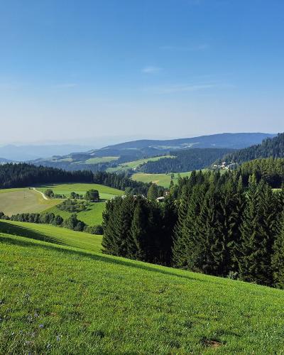 A sunlit, rolling alpine landscape featuring a grassy foreground slope with wildflowers, dense coniferous forests on the mid-ground hills, and distant hazy mountain ranges under a clear blue sky.